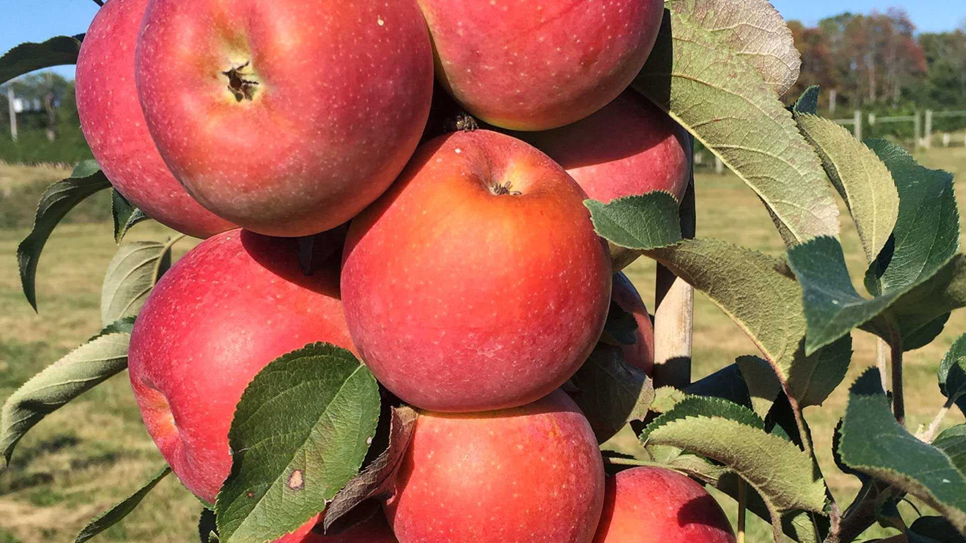Two new apples developed by a UMD team—one red and one yellow (below)—are far easier to grow and could be better suited to a warming climate than traditional varieties.