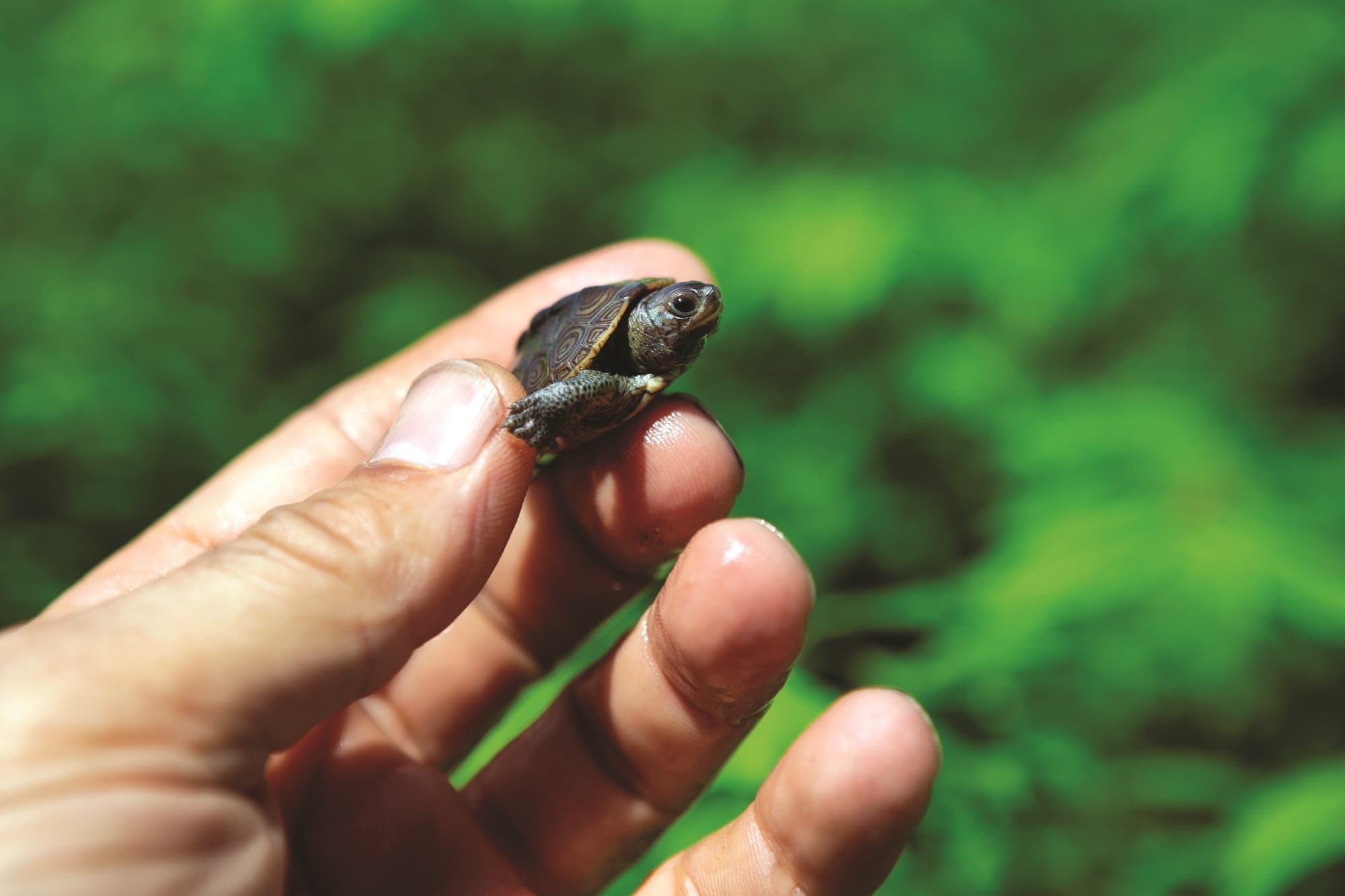 Close up of hand holding baby terrapin turtle.